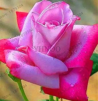 . ! Grande Vendita 150 / Bag Редки Olanda Arcobaleno Rosa, Fiore Giardino Della casa raro Della Rosa Fiore Pianta,
