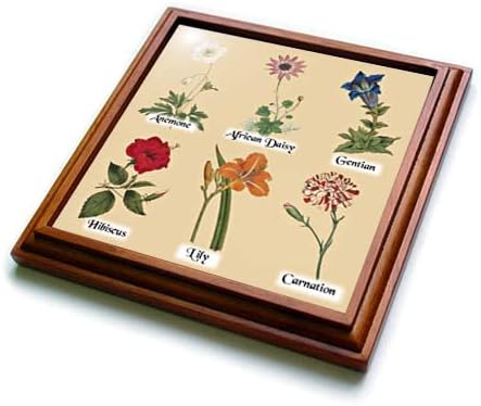 3dRose Реколта Ботанически цветя - Антикварни Цветя - Красиви Поставки за цветя (trv-364635-1)